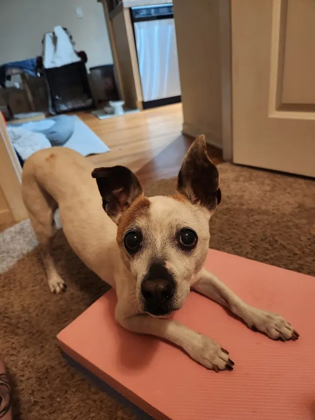 Good Dawg Training LLC — customer photo 3