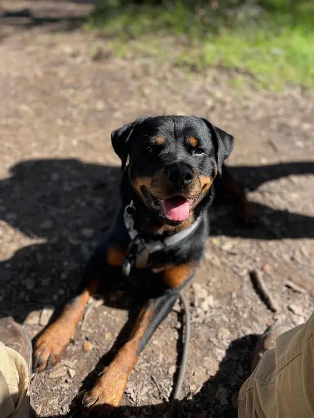 Good Dawg Training LLC — customer photo 11
