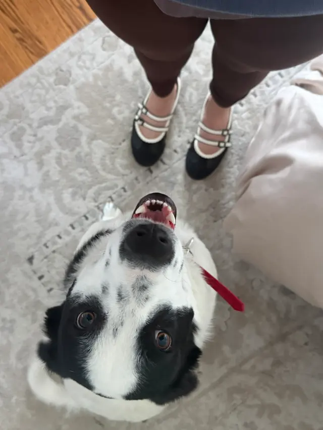 Good Dawg Training LLC — customer photo 6