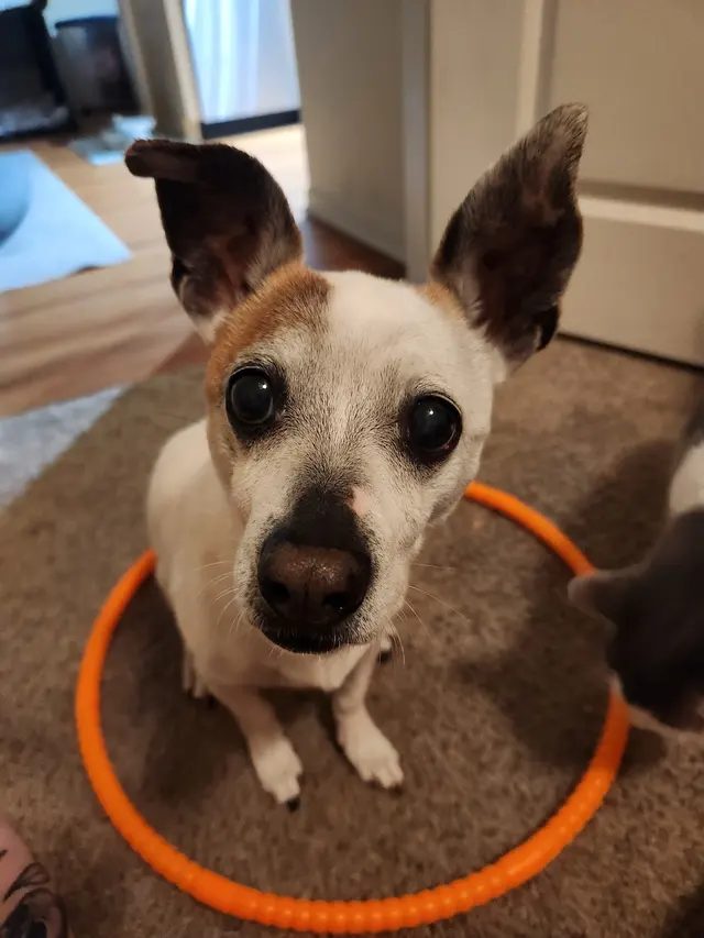 Good Dawg Training LLC — customer photo 2