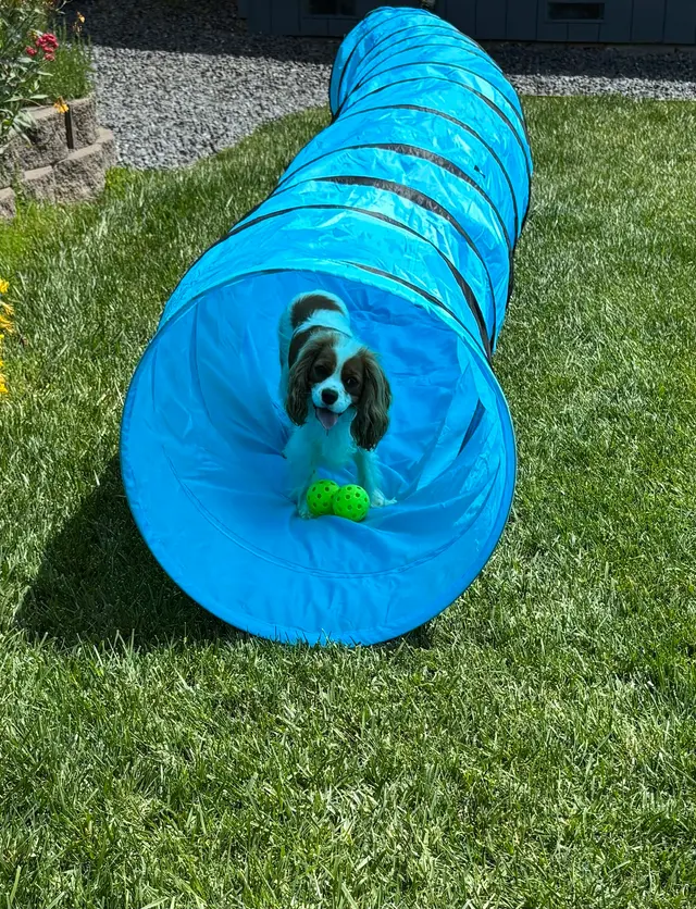 Good Dawg Training LLC — customer photo 5