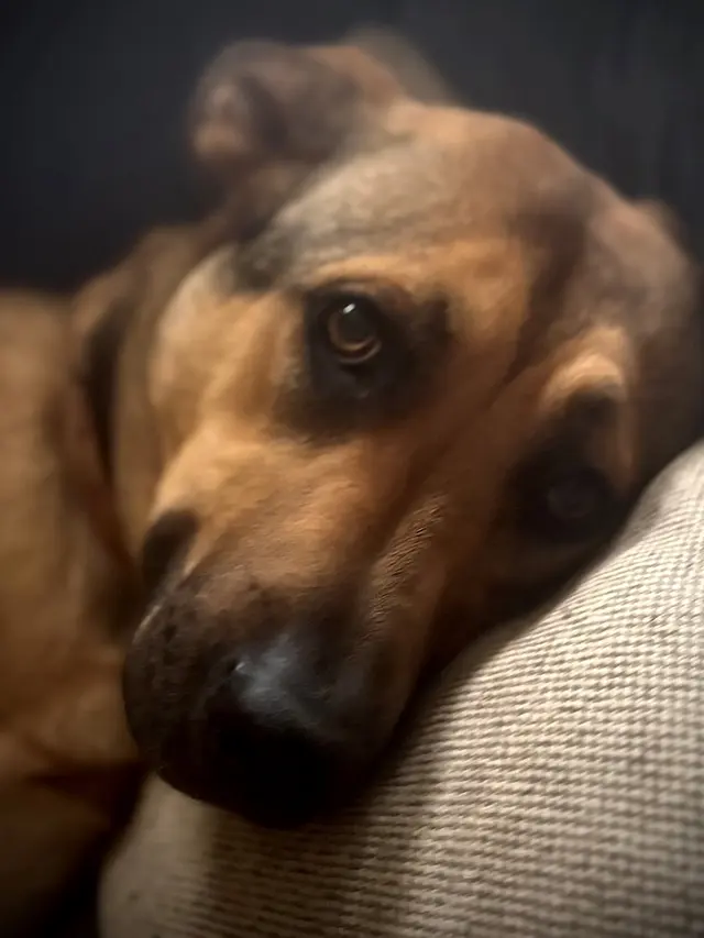 A Beautiful Life Dog Training — customer photo 7