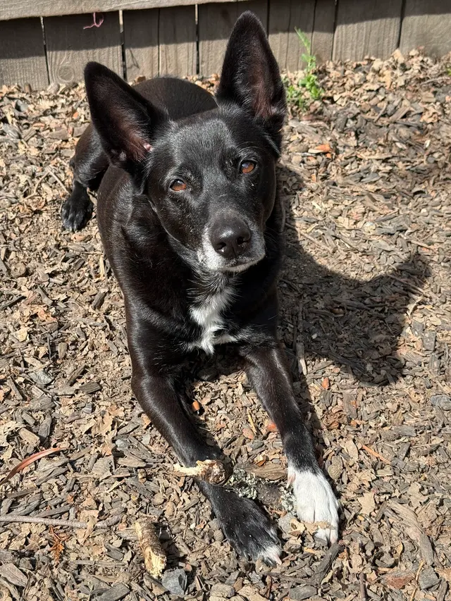 A Beautiful Life Dog Training — customer photo 2