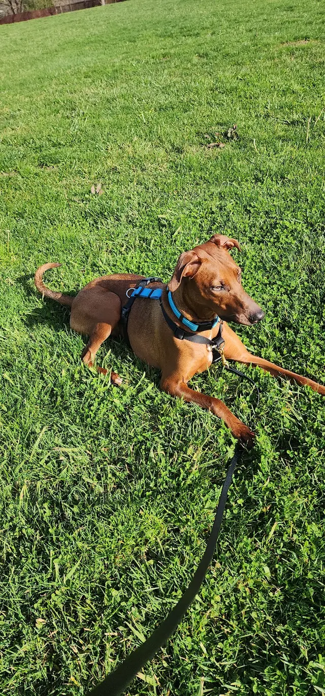 A Beautiful Life Dog Training — customer photo 10