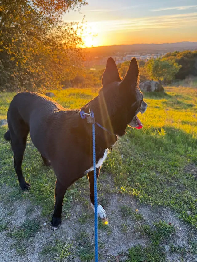 A Beautiful Life Dog Training — customer photo 8