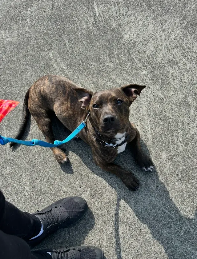 A Beautiful Life Dog Training — customer photo 1