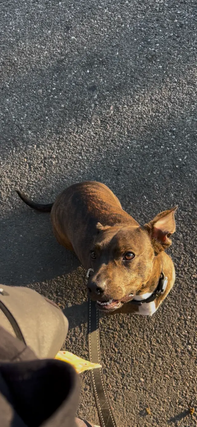 A Beautiful Life Dog Training — customer photo 11