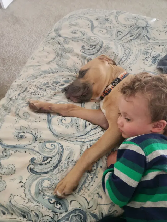 A Beautiful Life Dog Training — photo from the business 9
