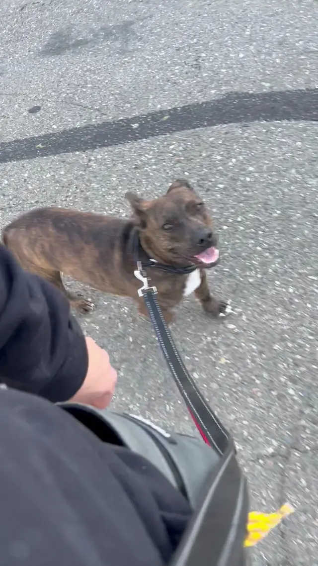 A Beautiful Life Dog Training — customer photo 12