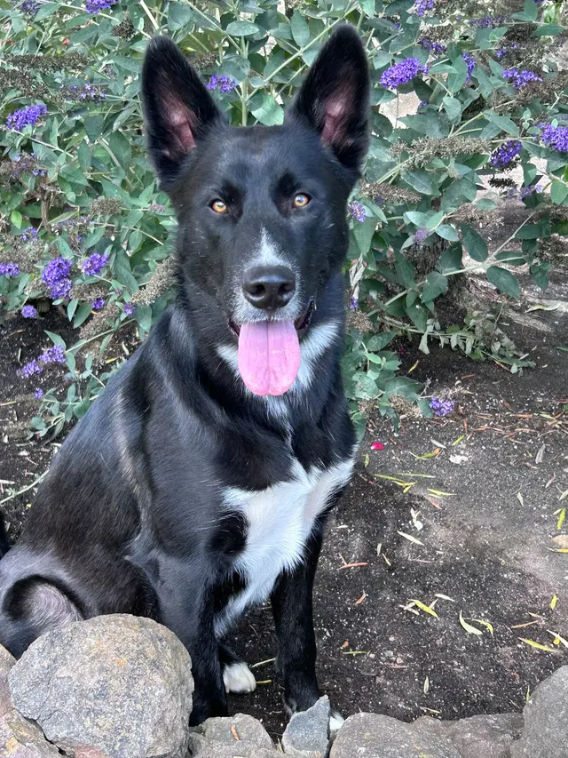 A Beautiful Life Dog Training — customer photo 4