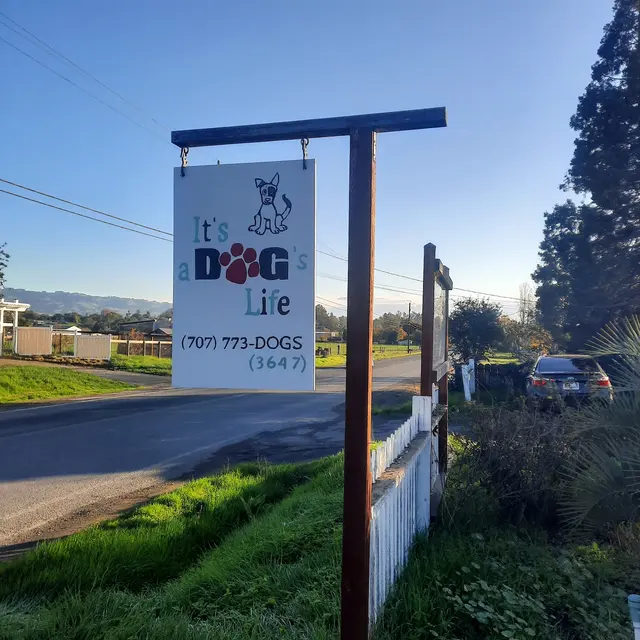 It's a Dog's Life — customer photo 8
