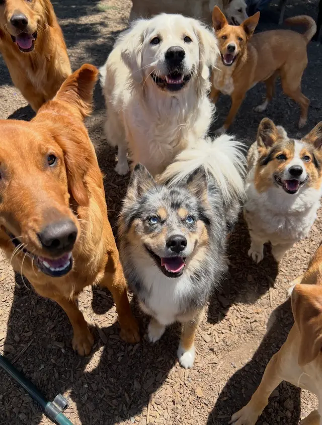 It's a Dog's Life — photo from the business 2