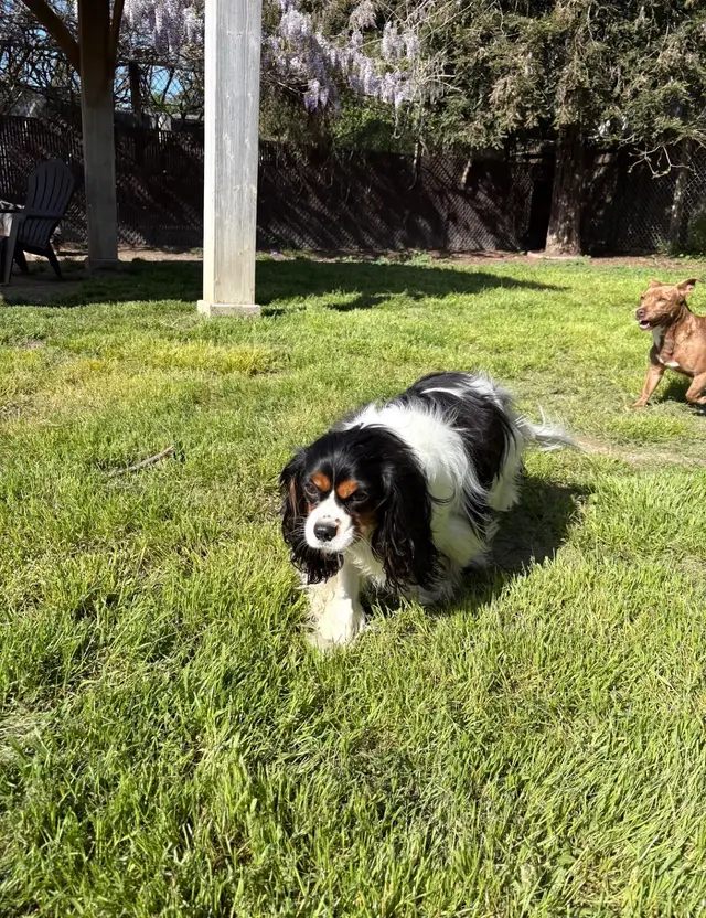 It's a Dog's Life — photo from the business 3