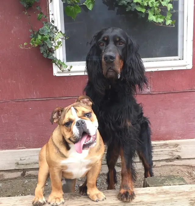 It's a Dog's Life — photo from the business 5