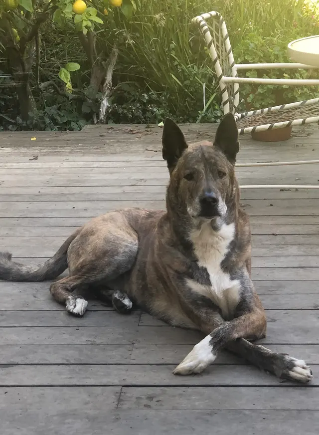 It's a Dog's Life — customer photo 7