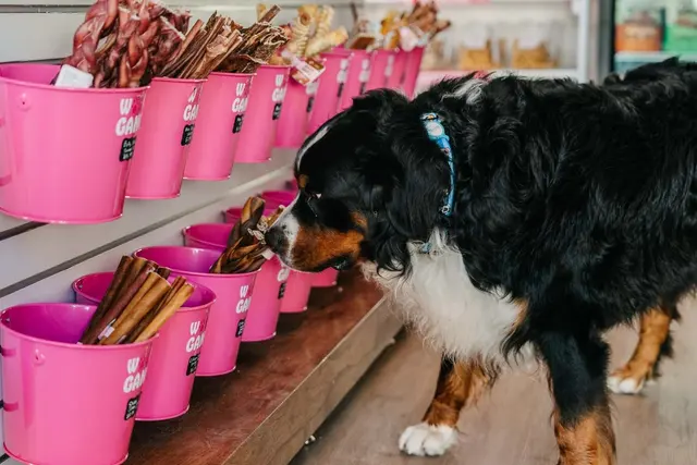 Woof Gang Bakery & Grooming Santa Clara — photo from the business 11