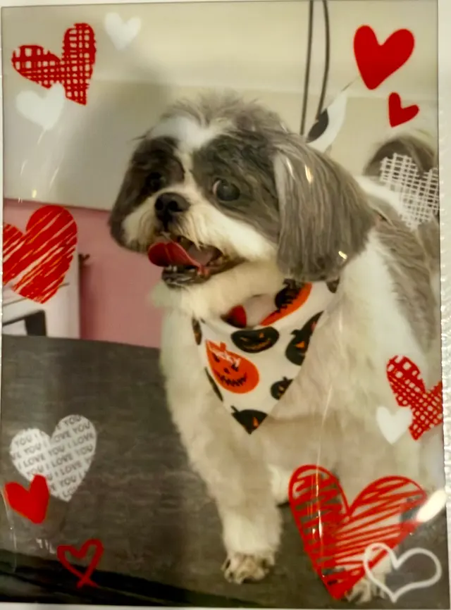 Customer photo of work by Woof Gang Bakery & Grooming Santa Clara, from Judy Yen's review