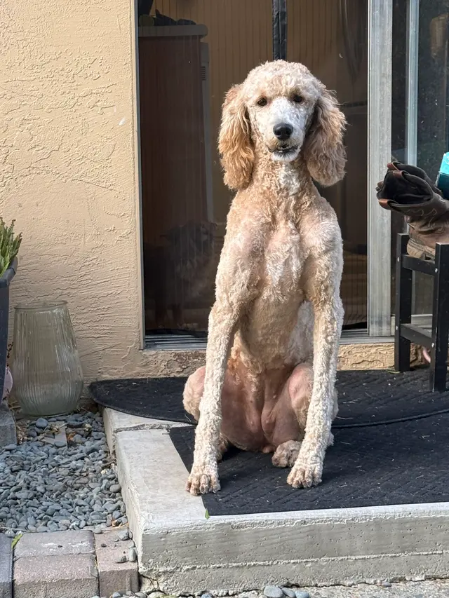 Wow! My Dog - Mobile Grooming — customer photo 8