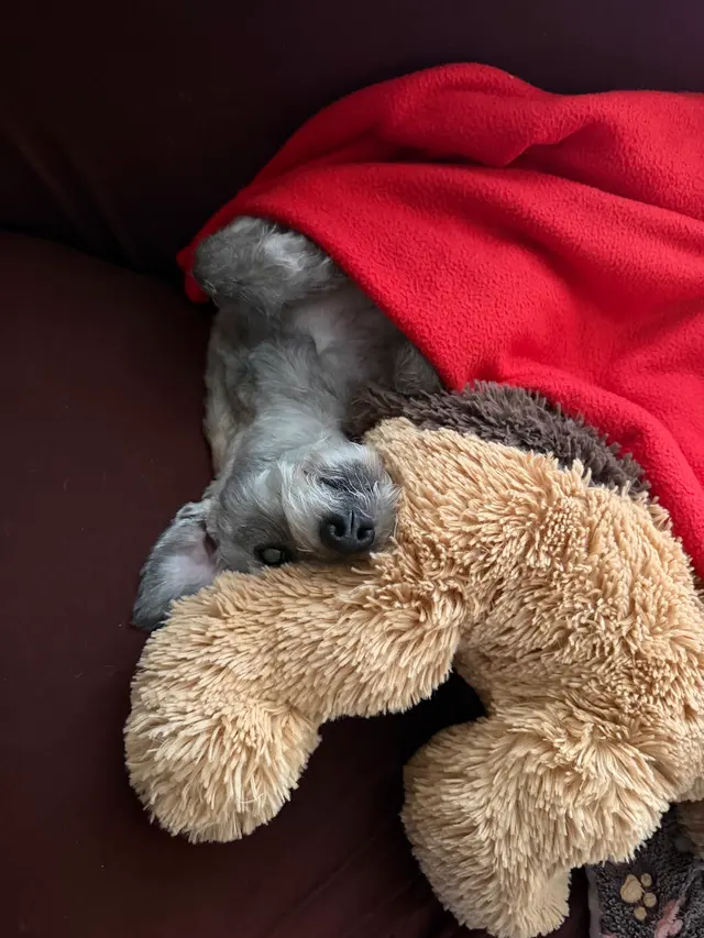 Wow! My Dog - Mobile Grooming — customer photo 9