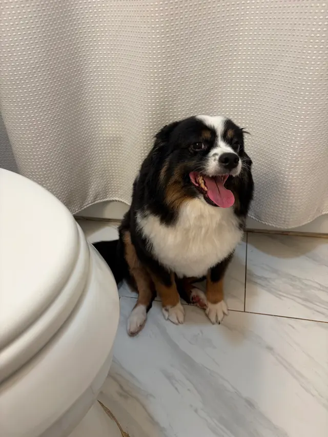 Wow! My Dog - Mobile Grooming — customer photo 6