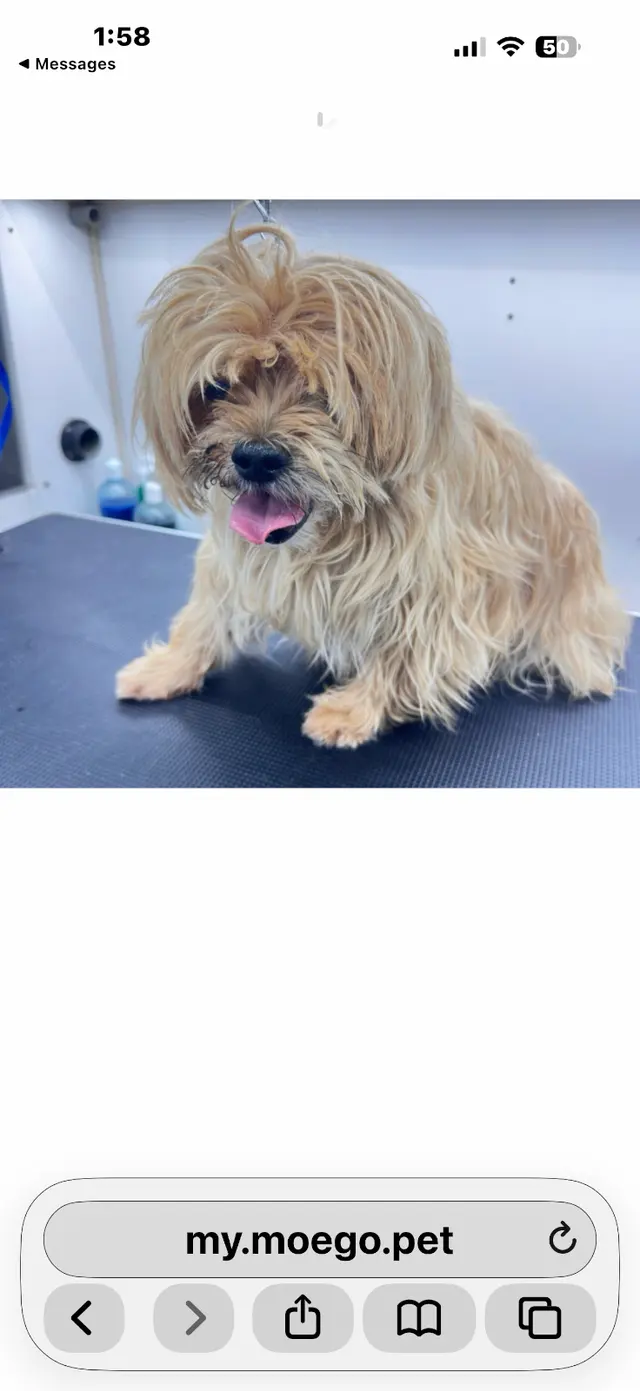 Wow! My Dog - Mobile Grooming — customer photo 11