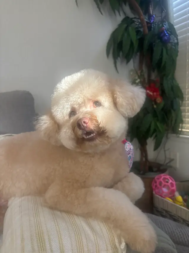Wow! My Dog - Mobile Grooming — customer photo 5