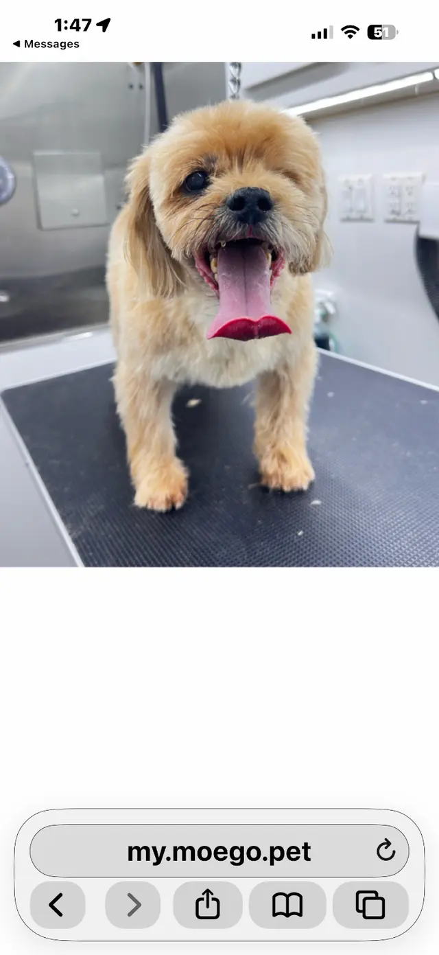 Wow! My Dog - Mobile Grooming — customer photo 12