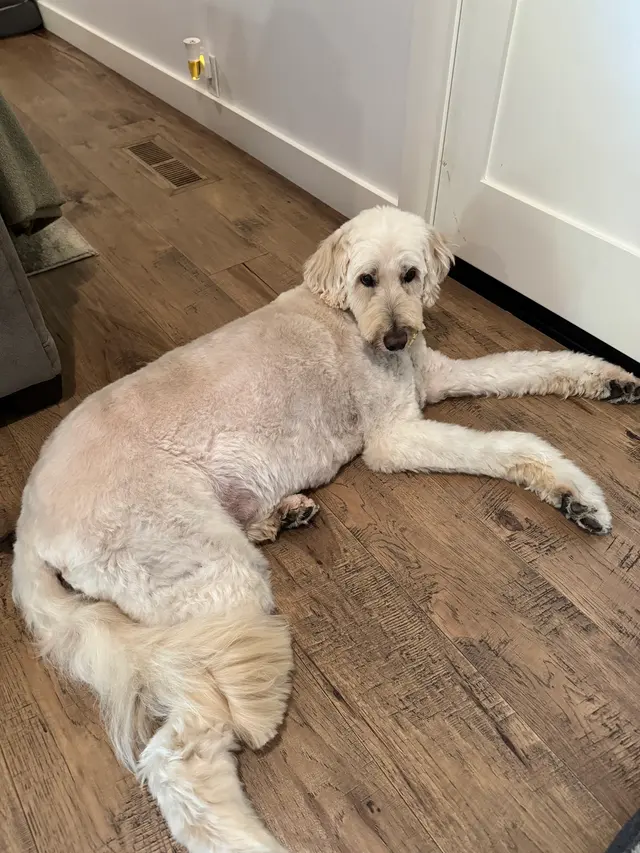 Wow! My Dog - Mobile Grooming — customer photo 10