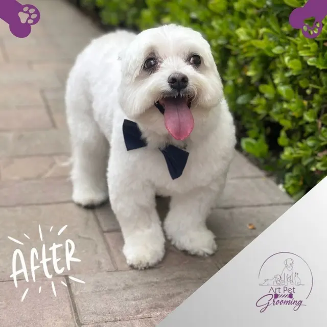 Art Pet Mobile Grooming — photo from the business 5