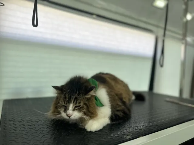 Art Pet Mobile Grooming — photo from the business 12