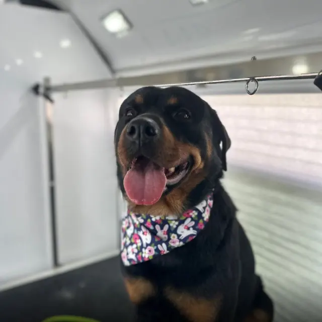 Art Pet Mobile Grooming — photo from the business 9