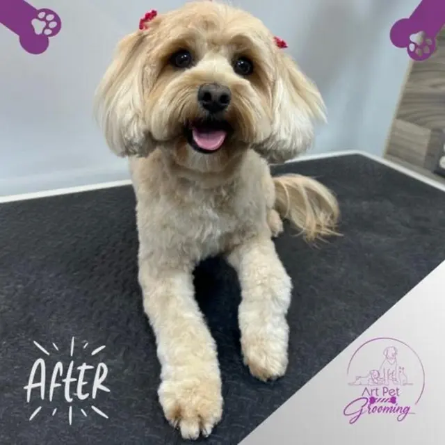 Art Pet Mobile Grooming — photo from the business 7
