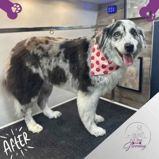 Art Pet Mobile Grooming — photo from the business 1
