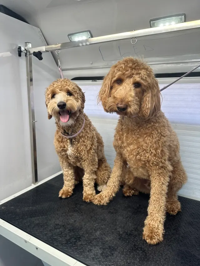 Art Pet Mobile Grooming — photo from the business 10