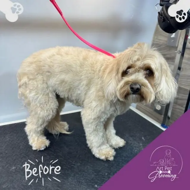 Art Pet Mobile Grooming — photo from the business 3
