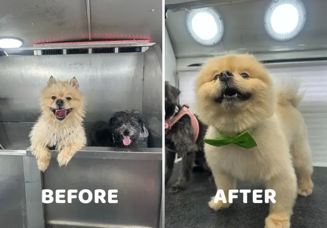 Art Pet Mobile Grooming — photo from the business 11