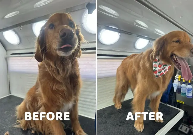 Art Pet Mobile Grooming — photo from the business 4