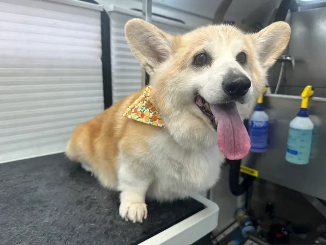 Art Pet Mobile Grooming — photo from the business 8