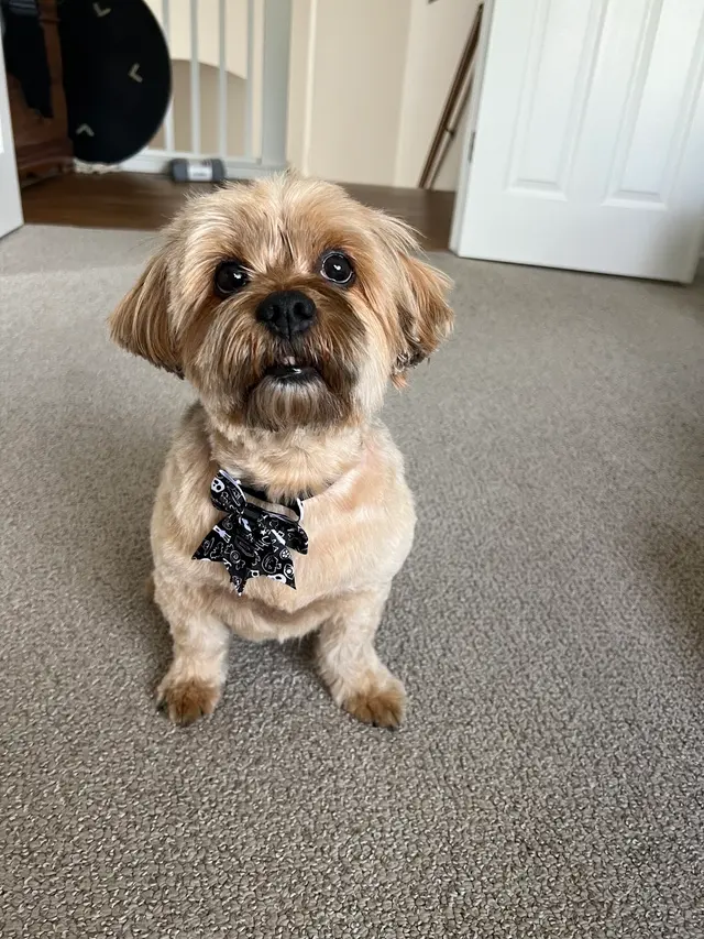 Woof Gang Bakery & Grooming Evergreen — customer photo 1