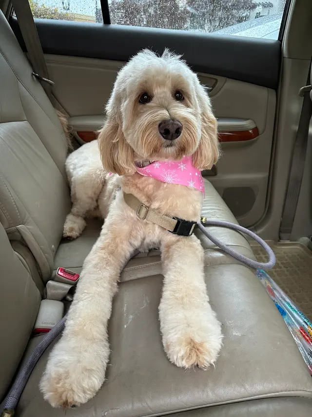 Woof Gang Bakery & Grooming Evergreen — customer photo 11