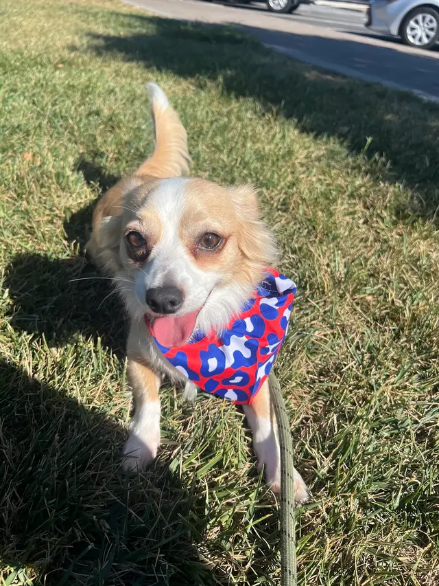 Woof Gang Bakery & Grooming Evergreen — customer photo 2
