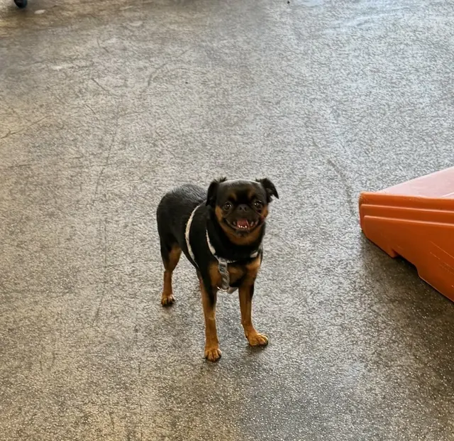 Dogtopia of San Jose — photo from the business 11