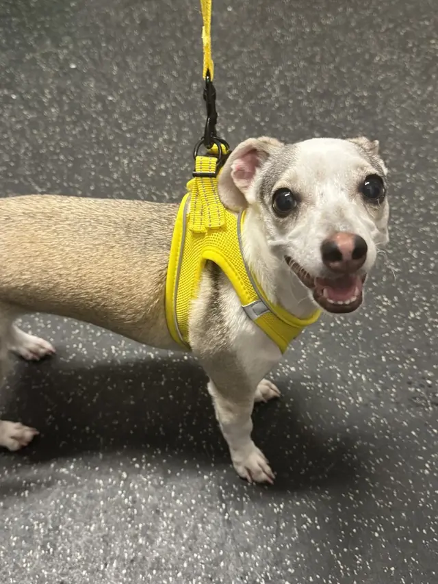 Dogtopia of San Jose — photo from the business 7