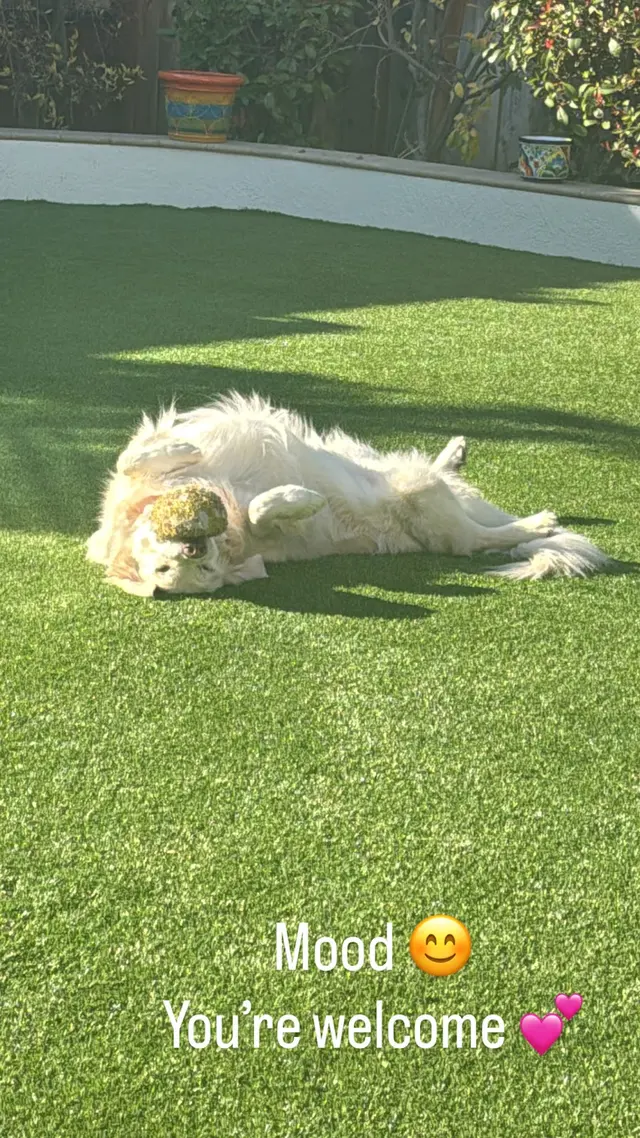 Customer photo of work by Dogtopia of San Jose, from Y Defilippis's review