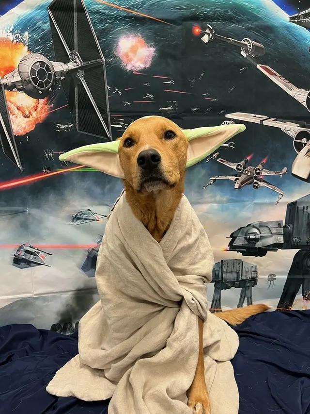 Dogtopia of San Jose — photo from the business 9