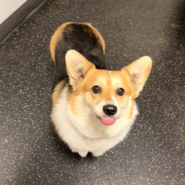 Dogtopia of San Jose — photo from the business 10