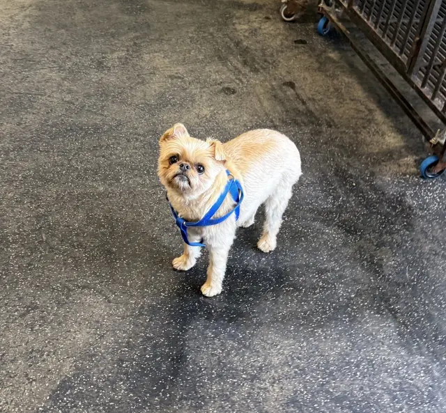 Dogtopia of San Jose — photo from the business 8
