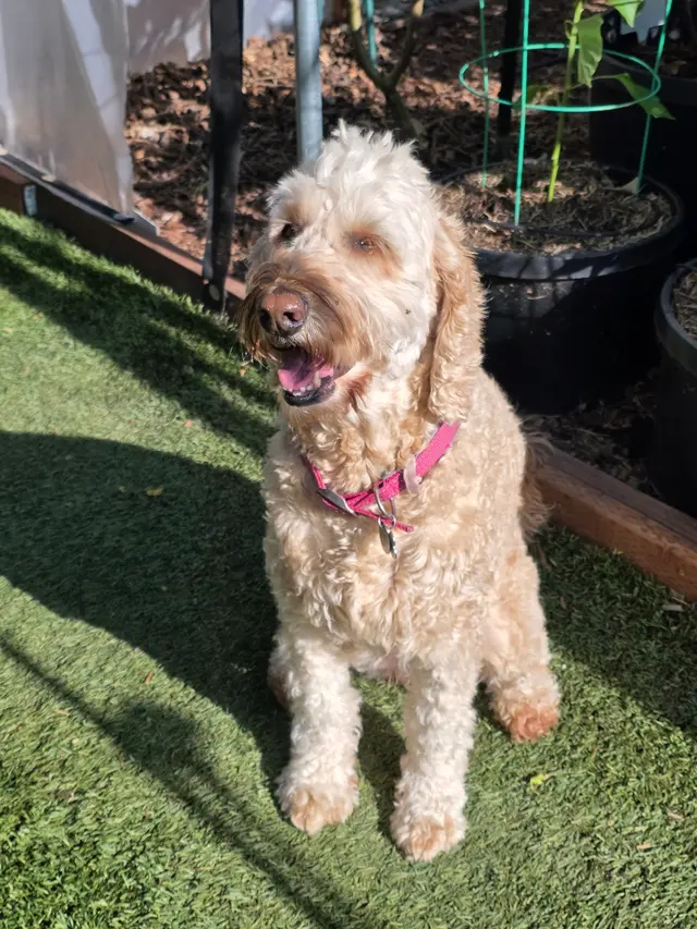 Customer photo from Mavis's review