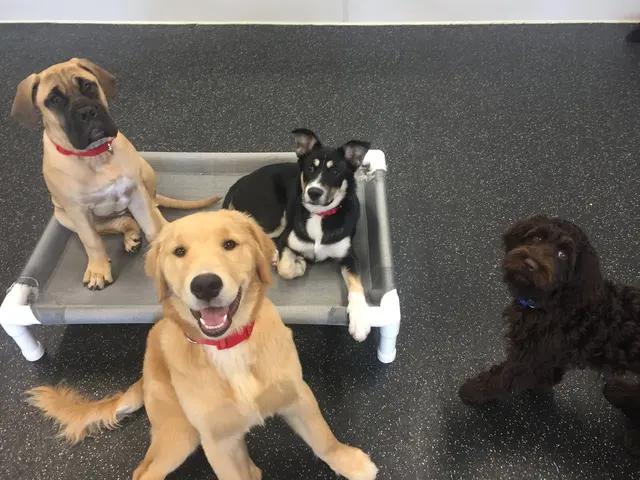 Dogtopia of San Jose — photo from the business 4