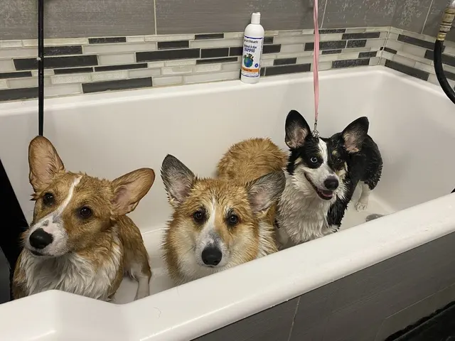 Dogtopia of San Jose — photo from the business 6